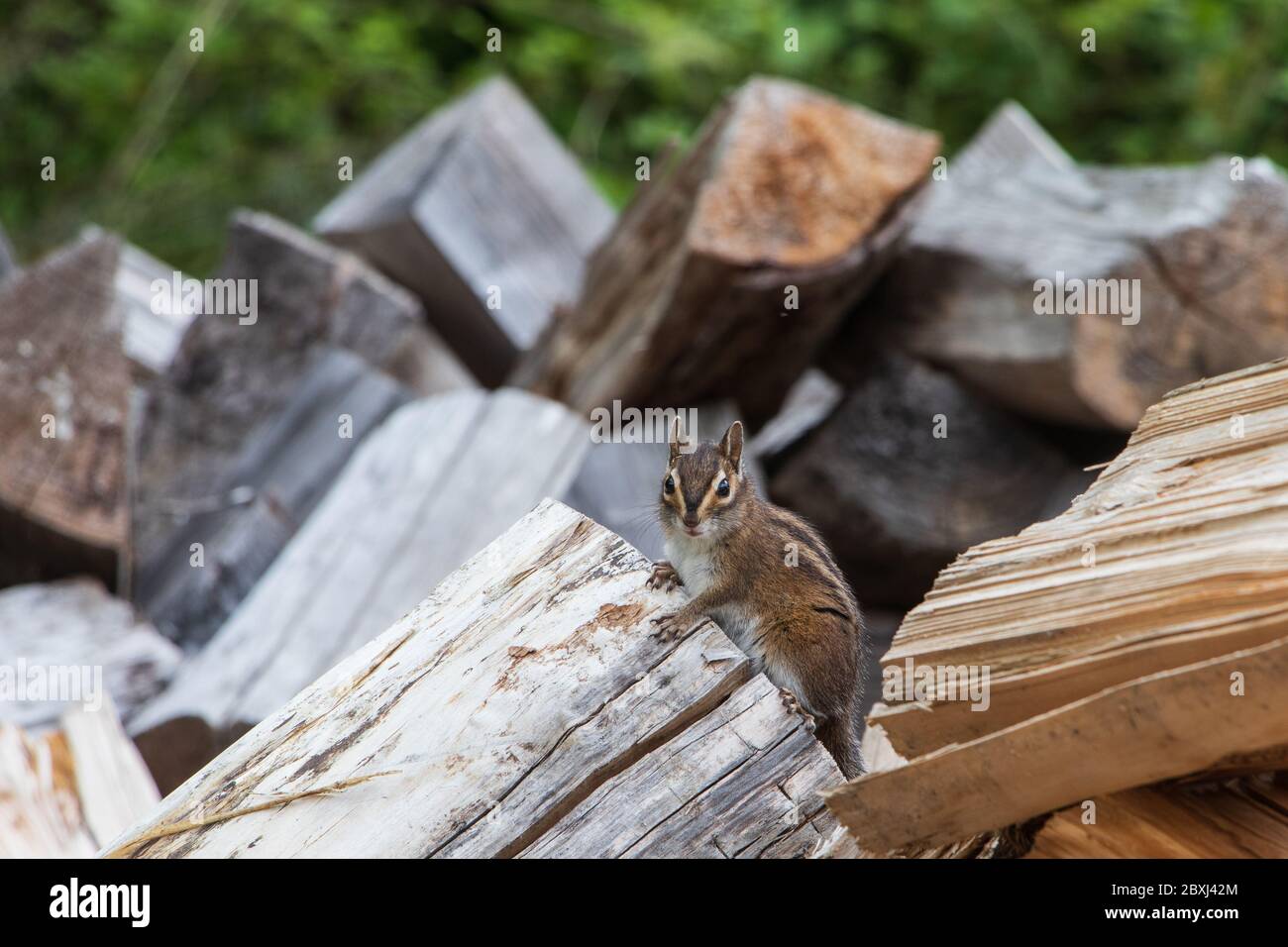 Vue frontale d'un chipmunk sortant de sa maison dans la pile à bois Banque D'Images