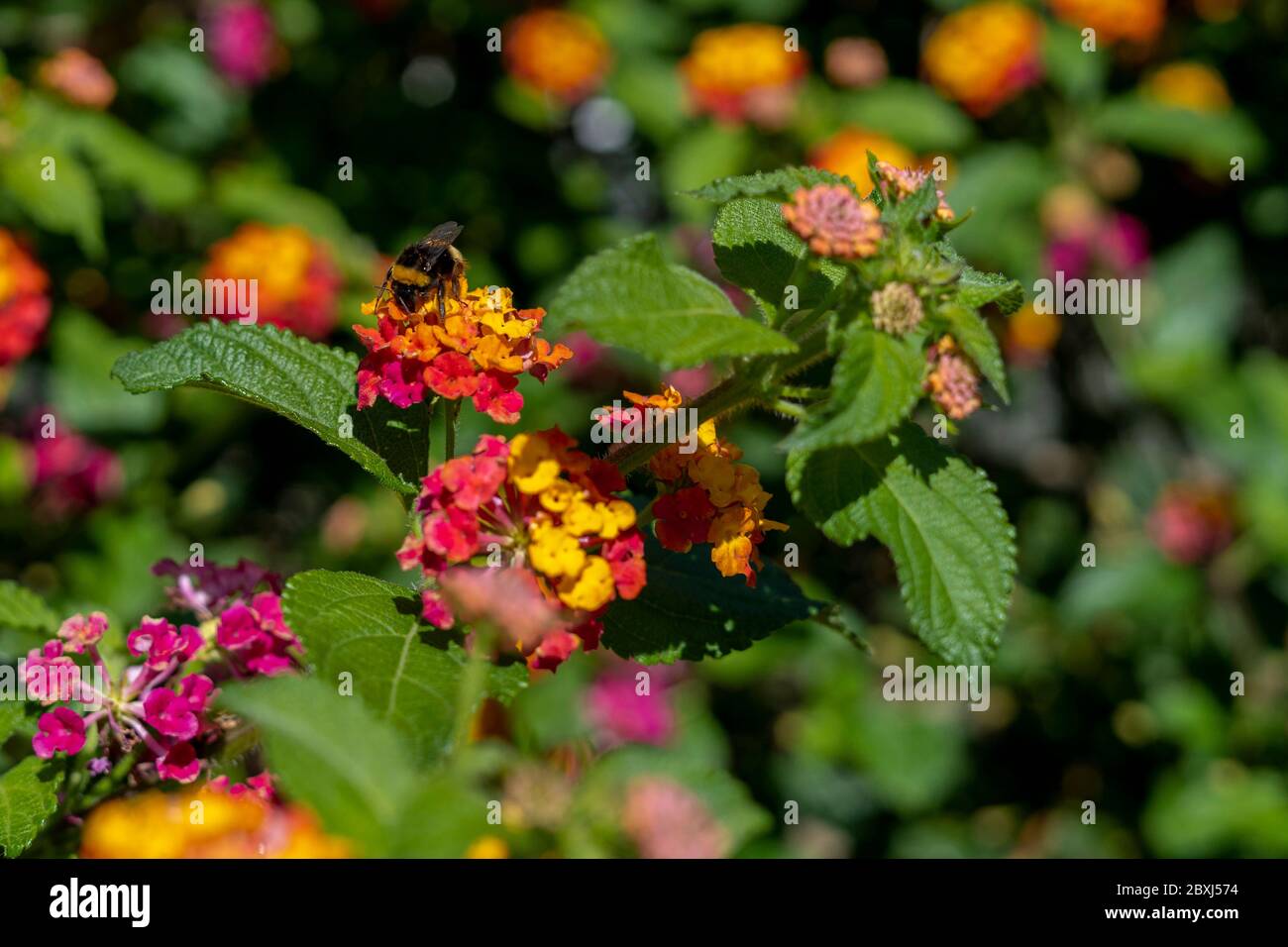 Abeille sur la fleur à la recherche de pollen pour faire le miel délicieux Banque D'Images