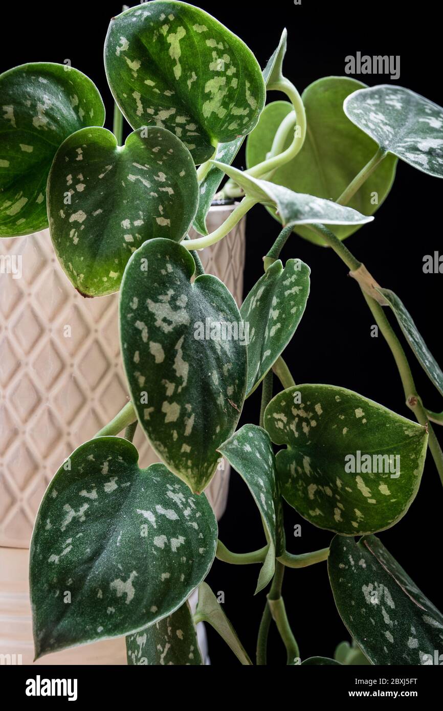 Pothos satiné (Scindapsus pictus 'Argyraeus') plante à la maison en pot blanc sur fond sombre. Magnifique détail de plantes de derrière sur fond sombre. Banque D'Images