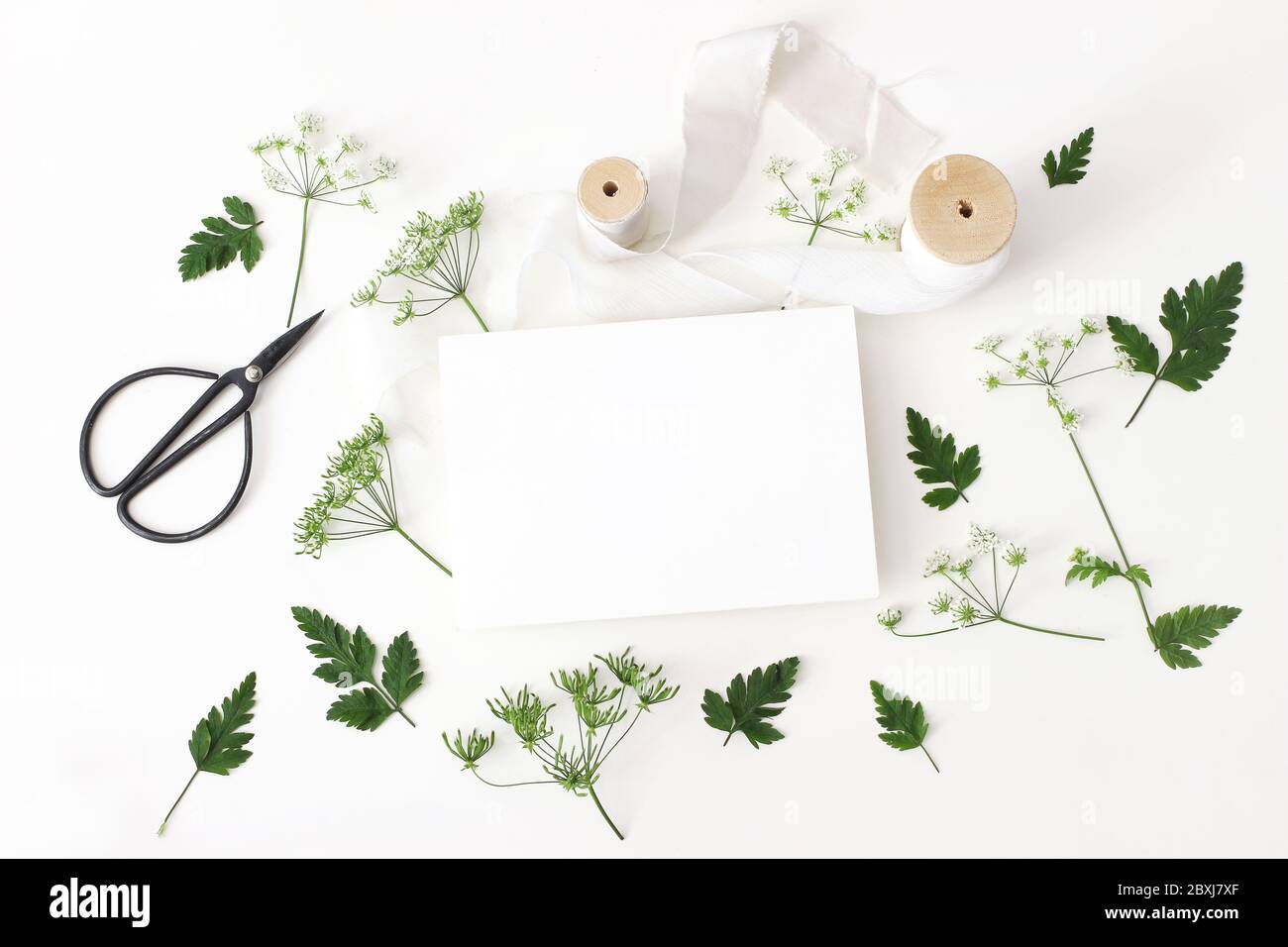 Mariage, anniversaire papeterie de bureau maquette scène. Carte de vœux vierge, ciseaux vintage noirs, ruban de soie et feuilles de persil de vache, fleurs. Blanc ta Banque D'Images