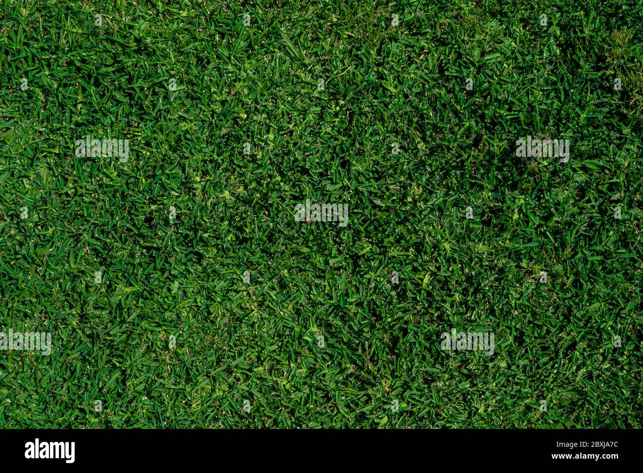 Texture de l'herbe verte dans la cour. Villa de luxe jardin. Fond de papier peint en herbe texturé. Vue de dessus. Gestion immobilière Banque D'Images