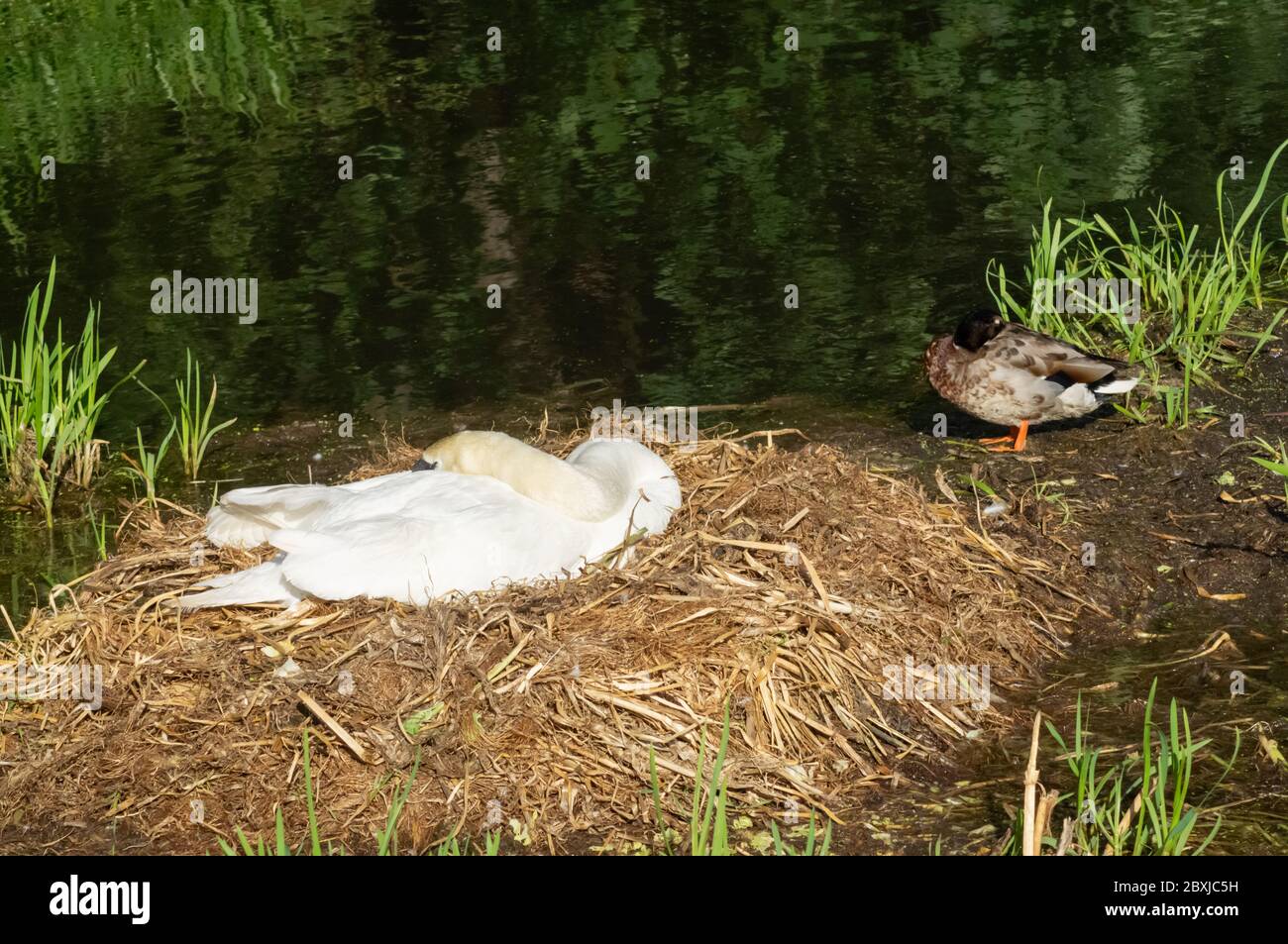 Compagnons peu probables : un stylo de cygne dormant sur son nid et un vallard drake endormi à côté d'elle Banque D'Images