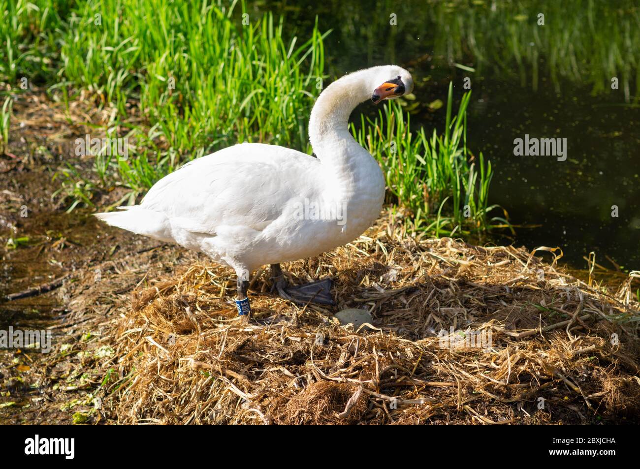 Blanc muet stylo de cygne ou femelle sur nid tête inclinable comme elle prens ses plumes Banque D'Images