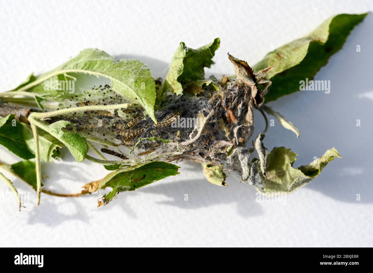 Une bande larvaire de chenilles de la pomme hermine, Yponomeuta malinellus, avec des chenilles se mariant à l'intérieur. Banque D'Images