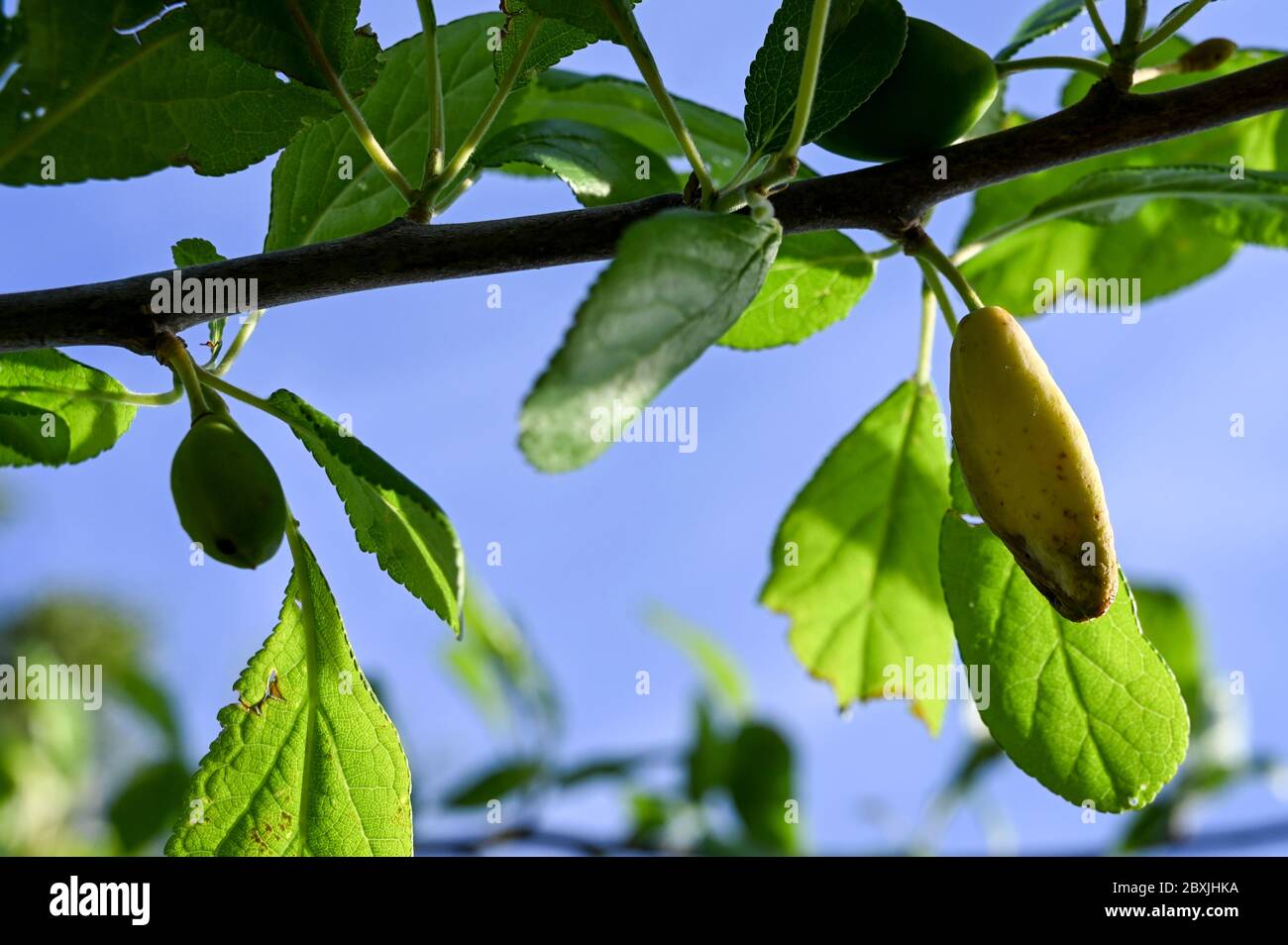 Le fruit déformé de prunes damson causé par la maladie de poche de