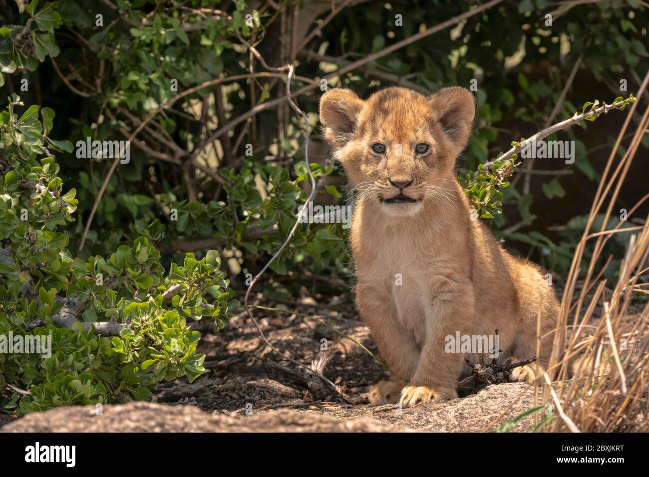 Bebe Lionceau Adorable Banque D Image Et Photos Alamy