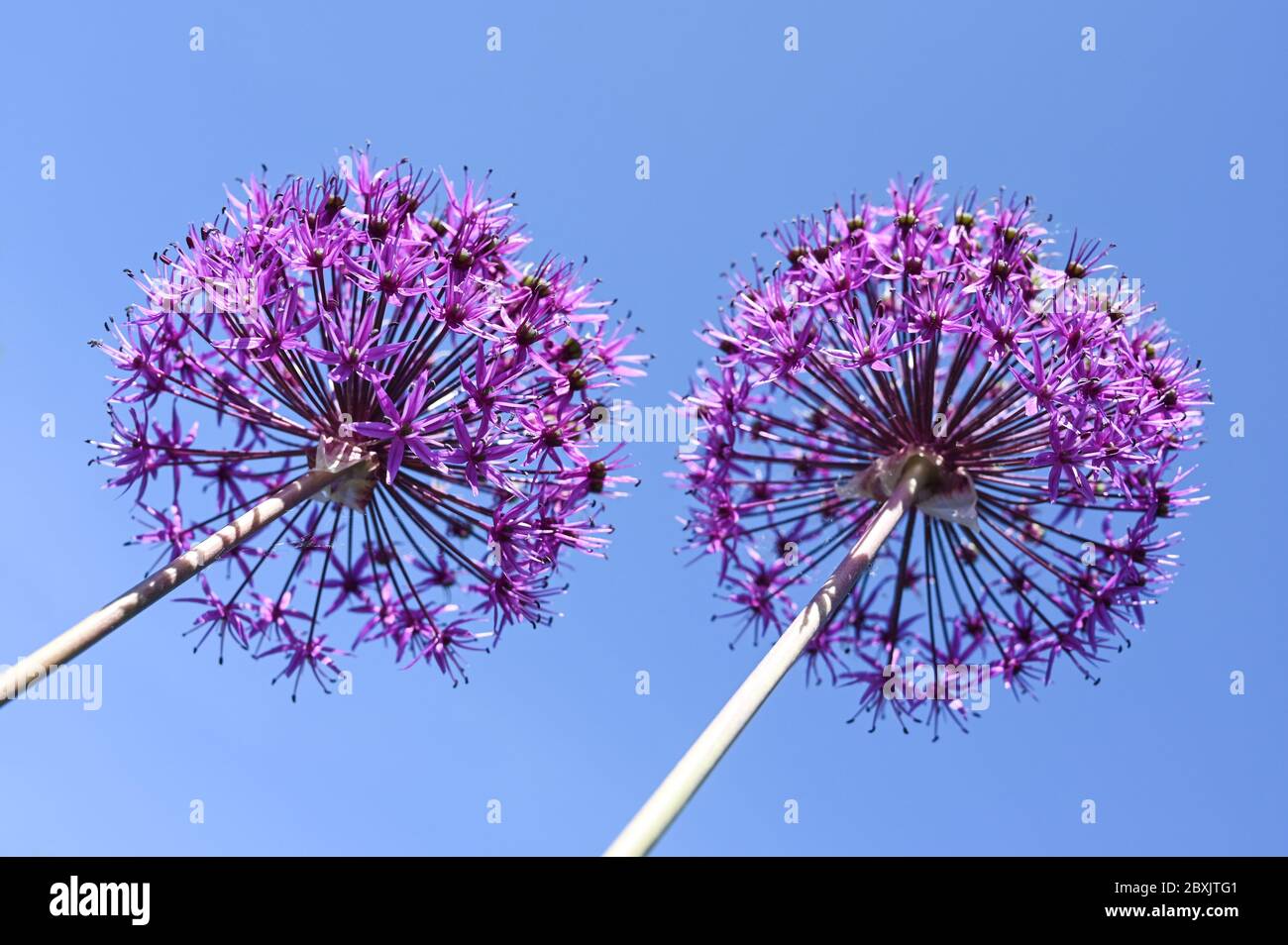 Deux fleurs de l'allium 'Purple sensation' contre un ciel bleu clair. Banque D'Images