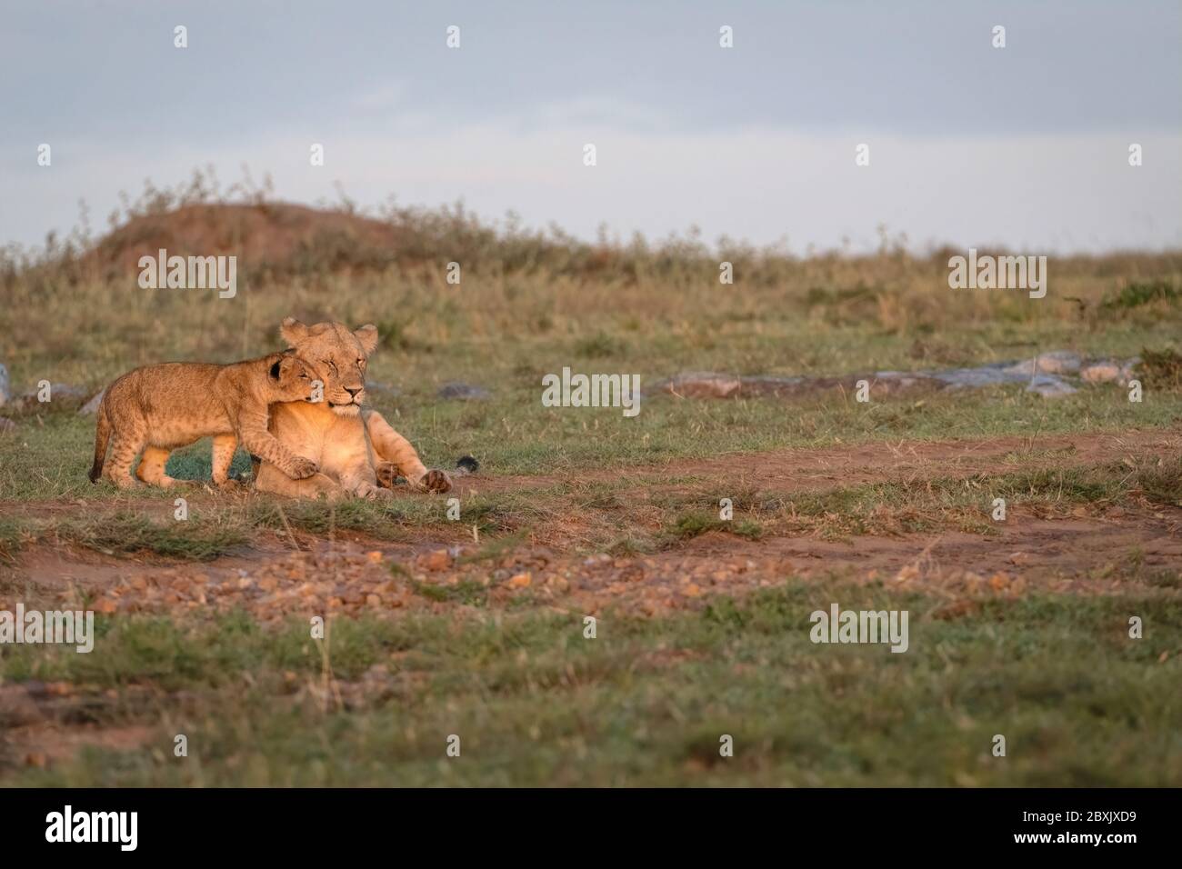 Un petit lion cub se rend à sa mère et lui fait taire sa joue en montrant son affection. Banque D'Images