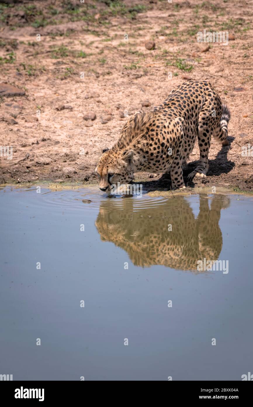 Un jeune guépard s'arrête pour boire de l'eau d'un étang qui jette un beau reflet. Photo prise dans la réserve nationale de Maasai Mara, Kenya. Banque D'Images