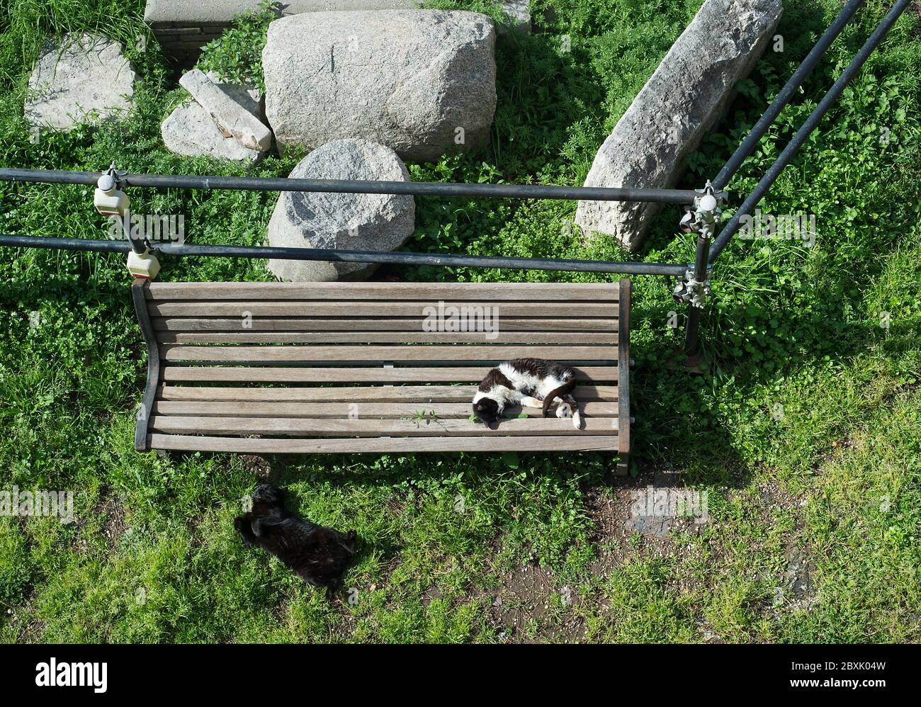 Chats à Rome Banque D'Images