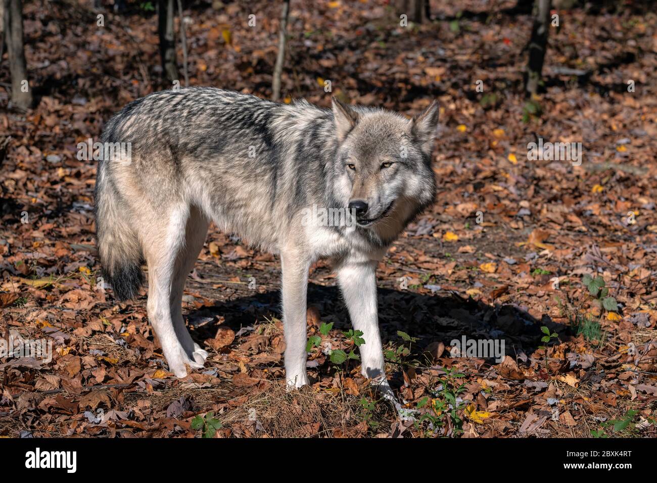 Loup gris (loup à bois) debout dans une clairière entourée de feuillage d'automne. Banque D'Images