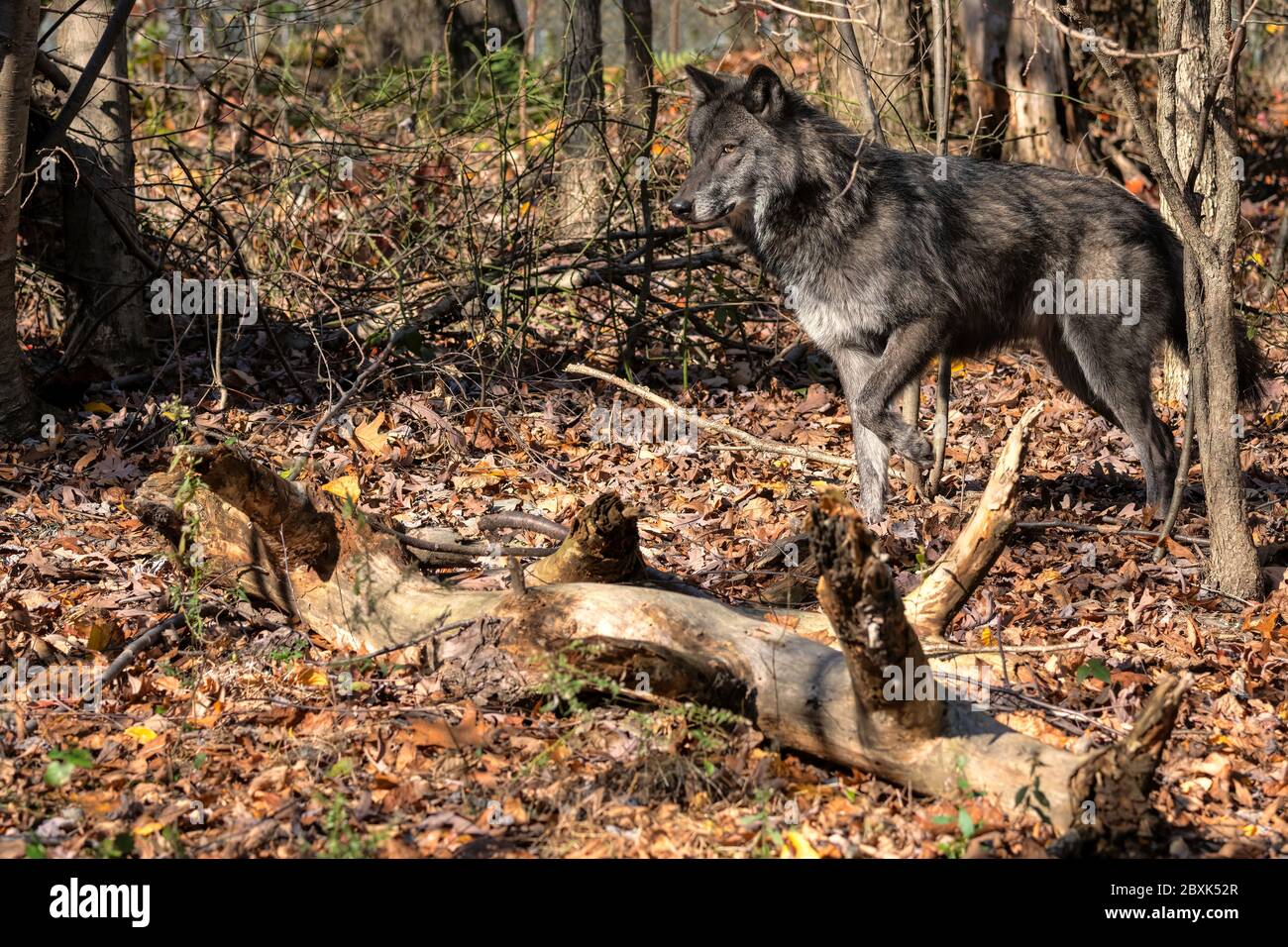 Un loup noir (loup gris) debout dans une clairière entourée d'arbres et de feuillage d'automne. Banque D'Images