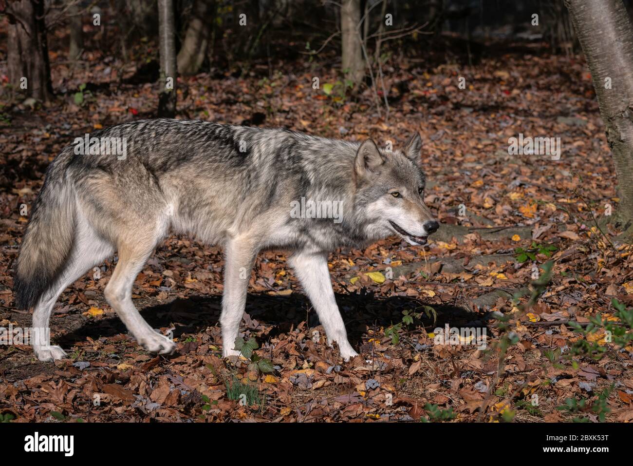 Loup gris (loup à bois) debout dans une clairière entourée de feuillage d'automne. Banque D'Images