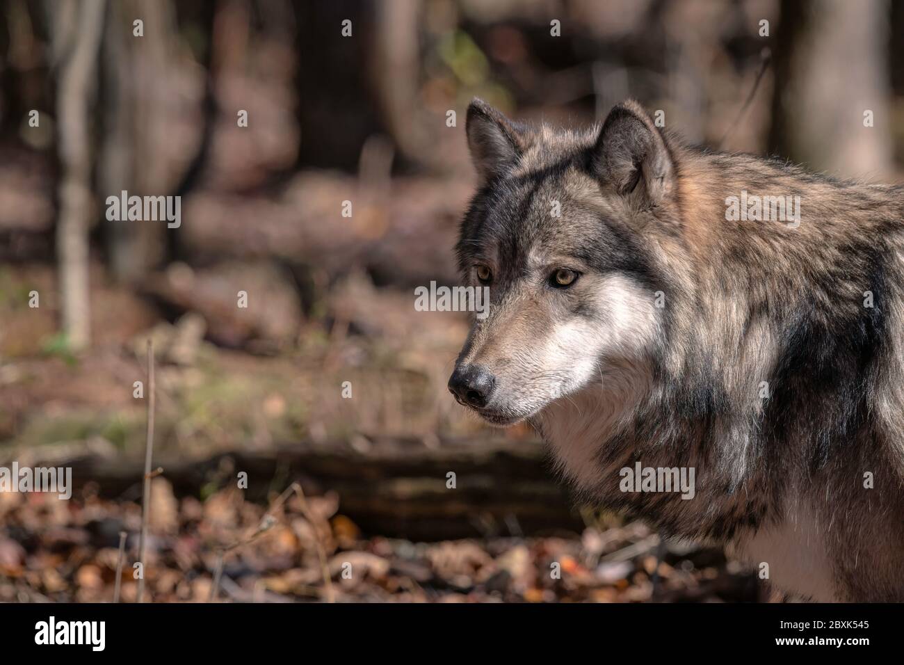 Gros plan d'un loup gris (loup à bois) debout dans une clairière entourée d'arbres et de feuillage d'automne. Banque D'Images