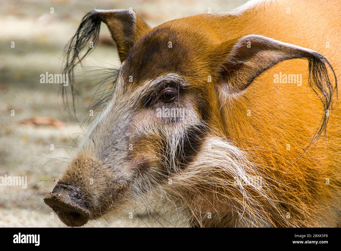 Le porc rouge de rivière (Potamochoerus porcus) est un membre sauvage de la famille des porcs vivant en Afrique. Banque D'Images