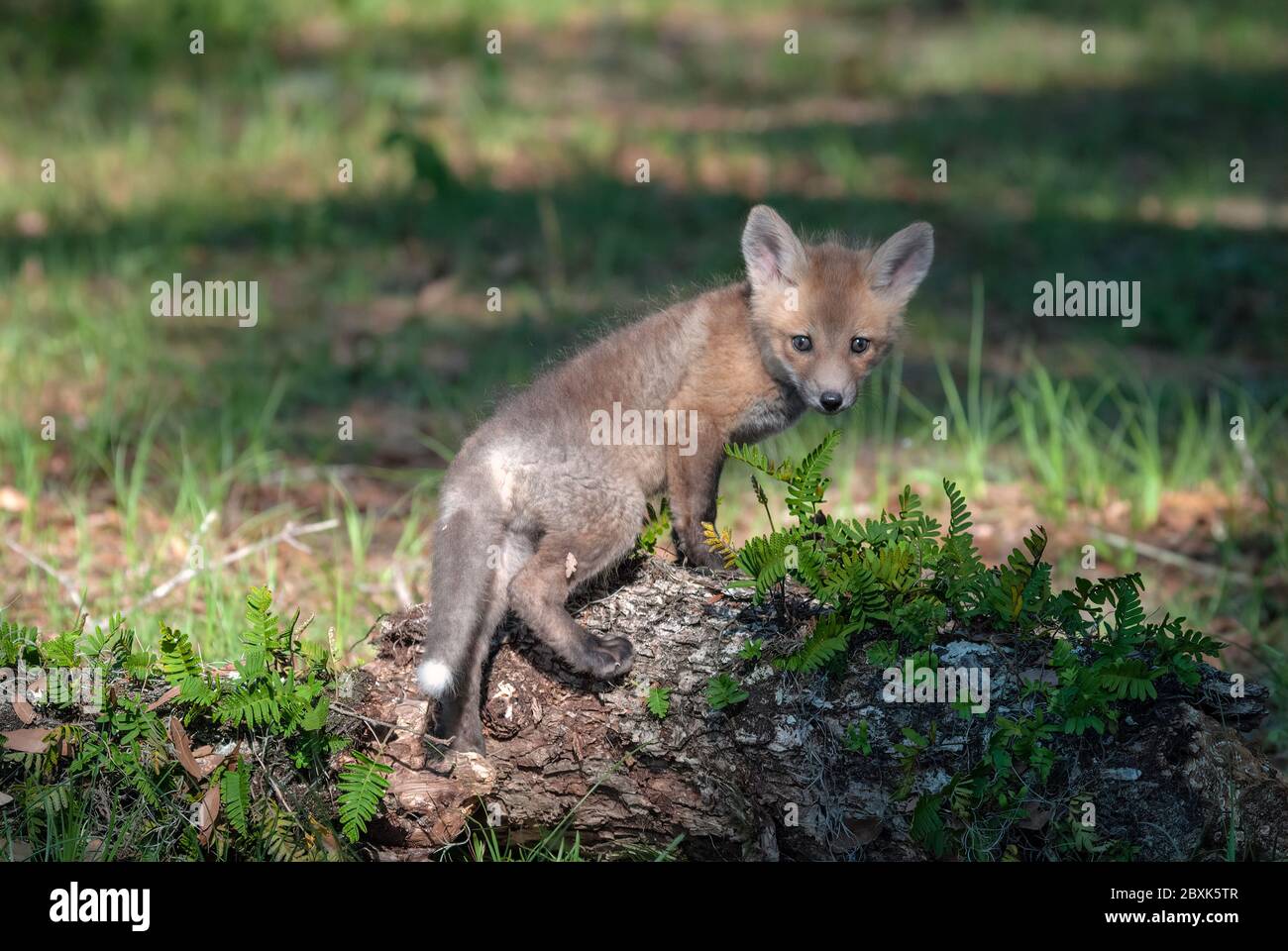 Renard Roux Debout Banque D Image Et Photos Alamy