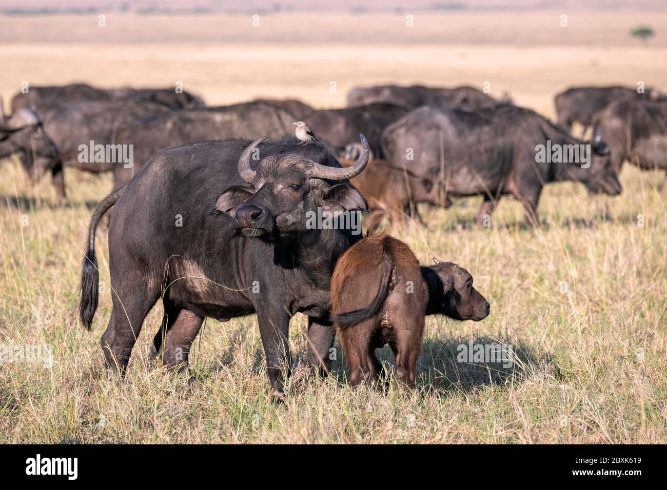 Mère de buffle du cap avec un jeune veau près de ses côtés, le reste du troupeau montrant en arrière-plan. Photo prise à Masai Mara, Kenya. Banque D'Images