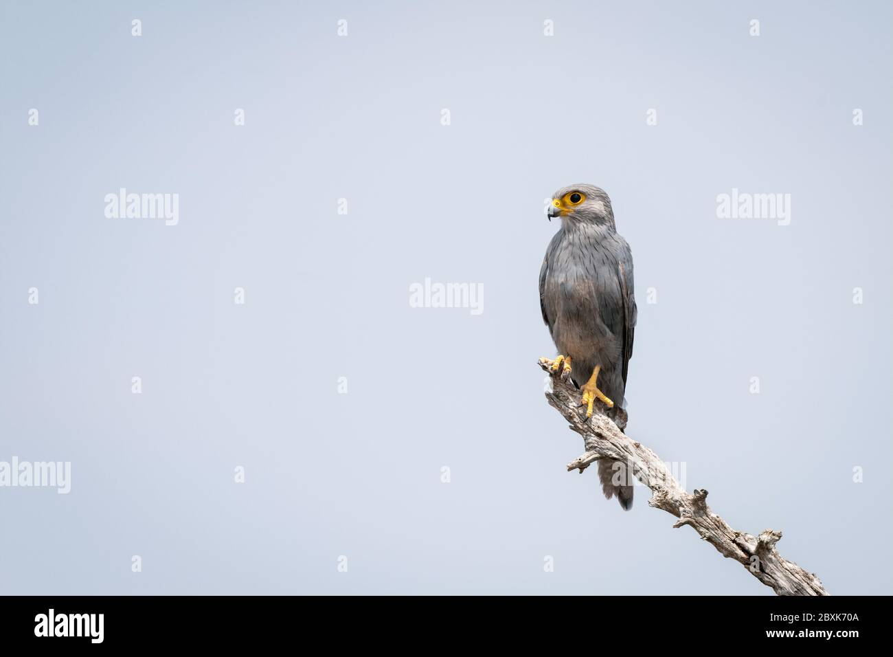 Kestrel gris perché sur un membre d'arbre contre un ciel bleu. Photo prise dans le Maasai Mara, Kenya. Banque D'Images