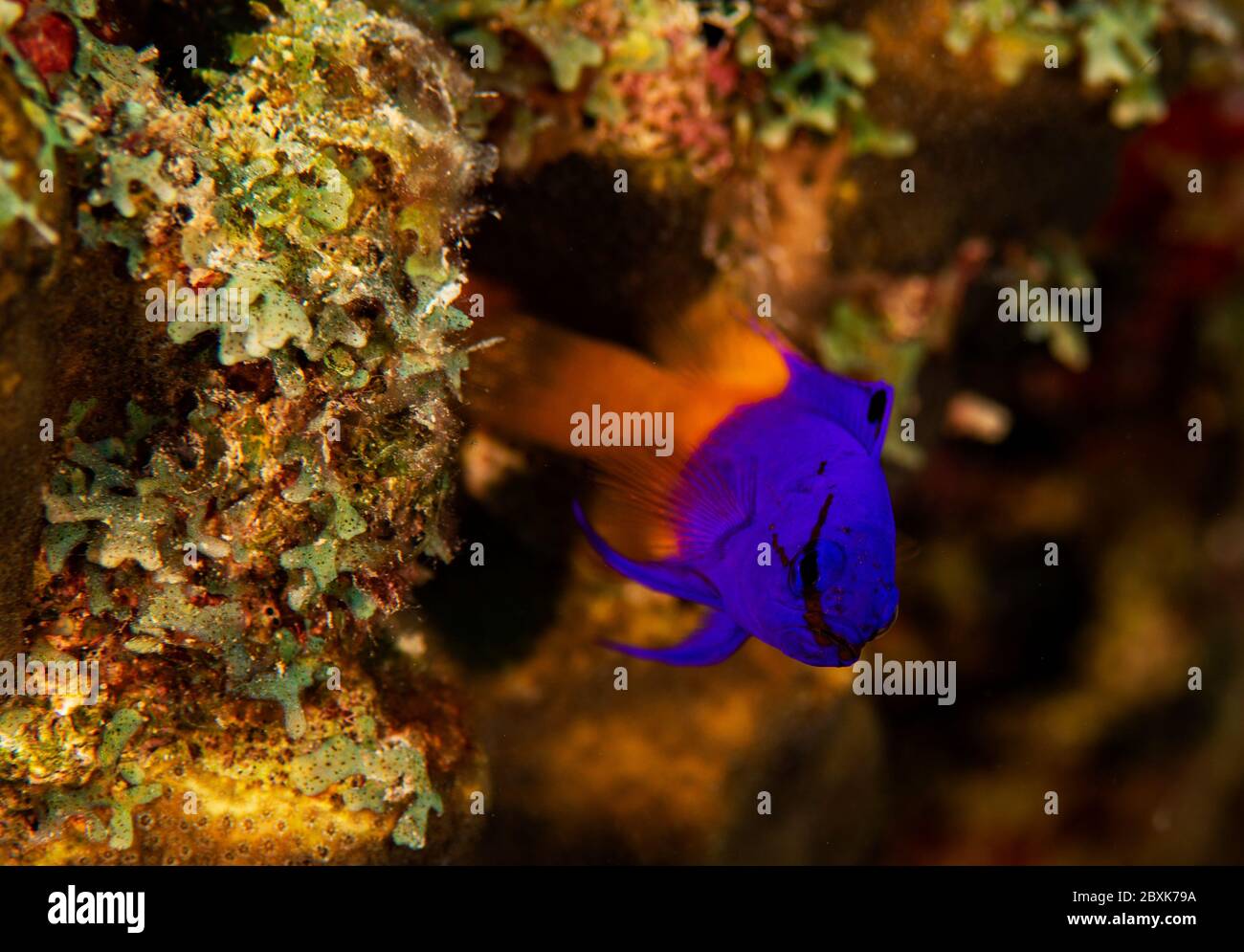 Un basset de fées, ou une gramma royale, navigue sur le récif de Bonaire, aux Pays-Bas. Le nom scientifique est gramma loreto. Banque D'Images