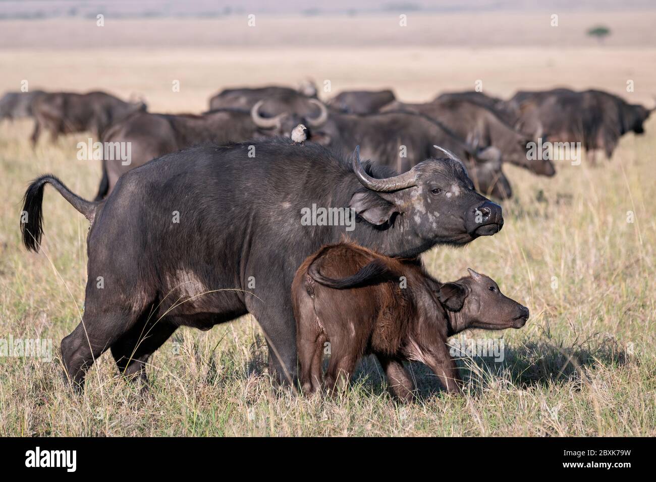 Mère Cape Buffalo avec veau. Le veau frotte contre sa mère. Le reste du troupeau peut être vu en arrière-plan. Banque D'Images