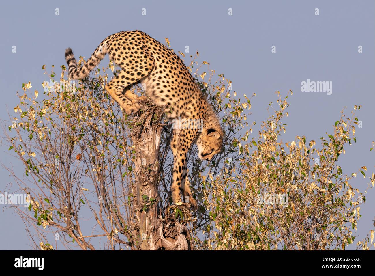 Un beau jeune guépard qui s'enescalade d'un arbre. Photo prise dans la réserve nationale de Maasai Mara, Kenya. Banque D'Images