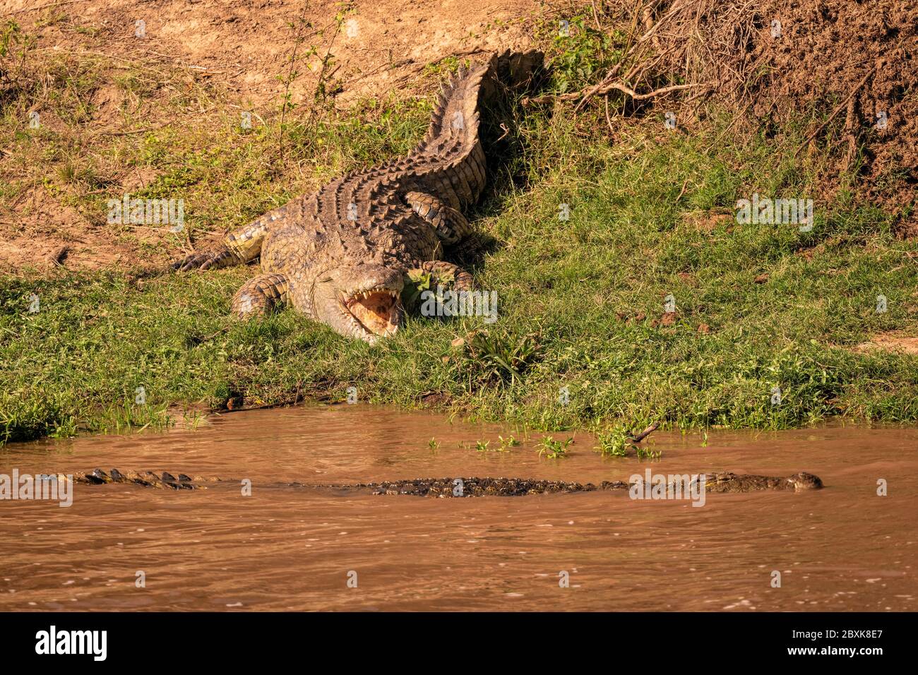 Crocodile bird teeth Banque de photographies et d’images à haute