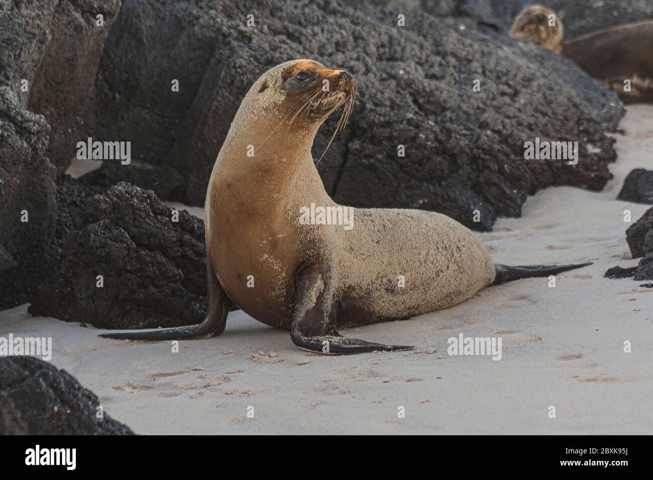 Galapagos Sea Lion sur une plage avec un rocher en arrière-plan Banque D'Images
