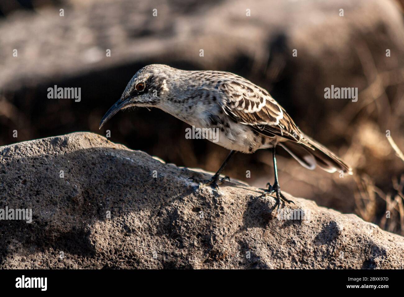 Espanola Mockingbird debout dans un rocher par une journée ensoleillée Banque D'Images