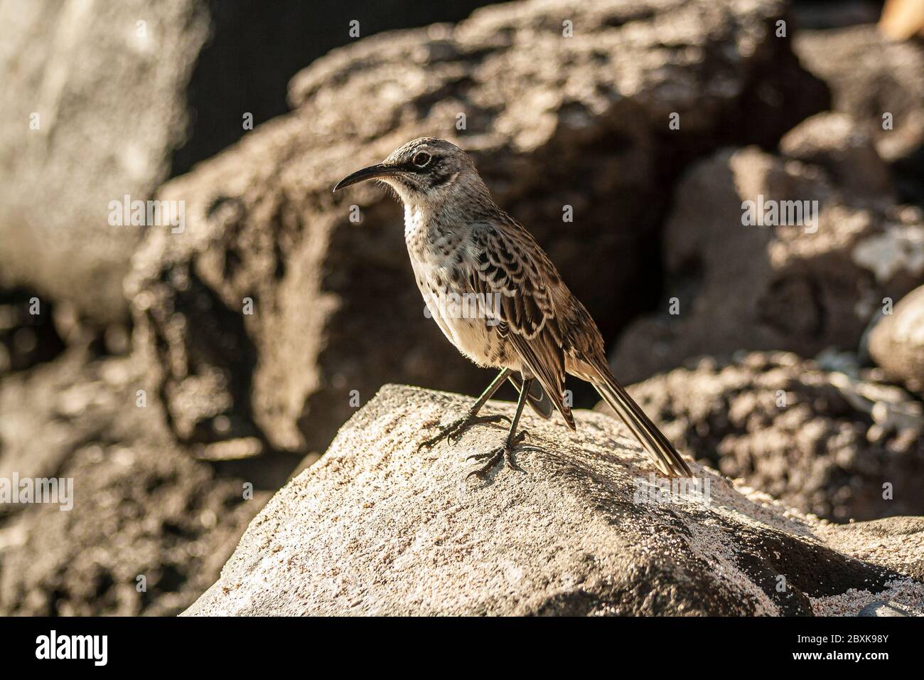 Espanola Mockingbird debout dans un rocher par une journée ensoleillée Banque D'Images