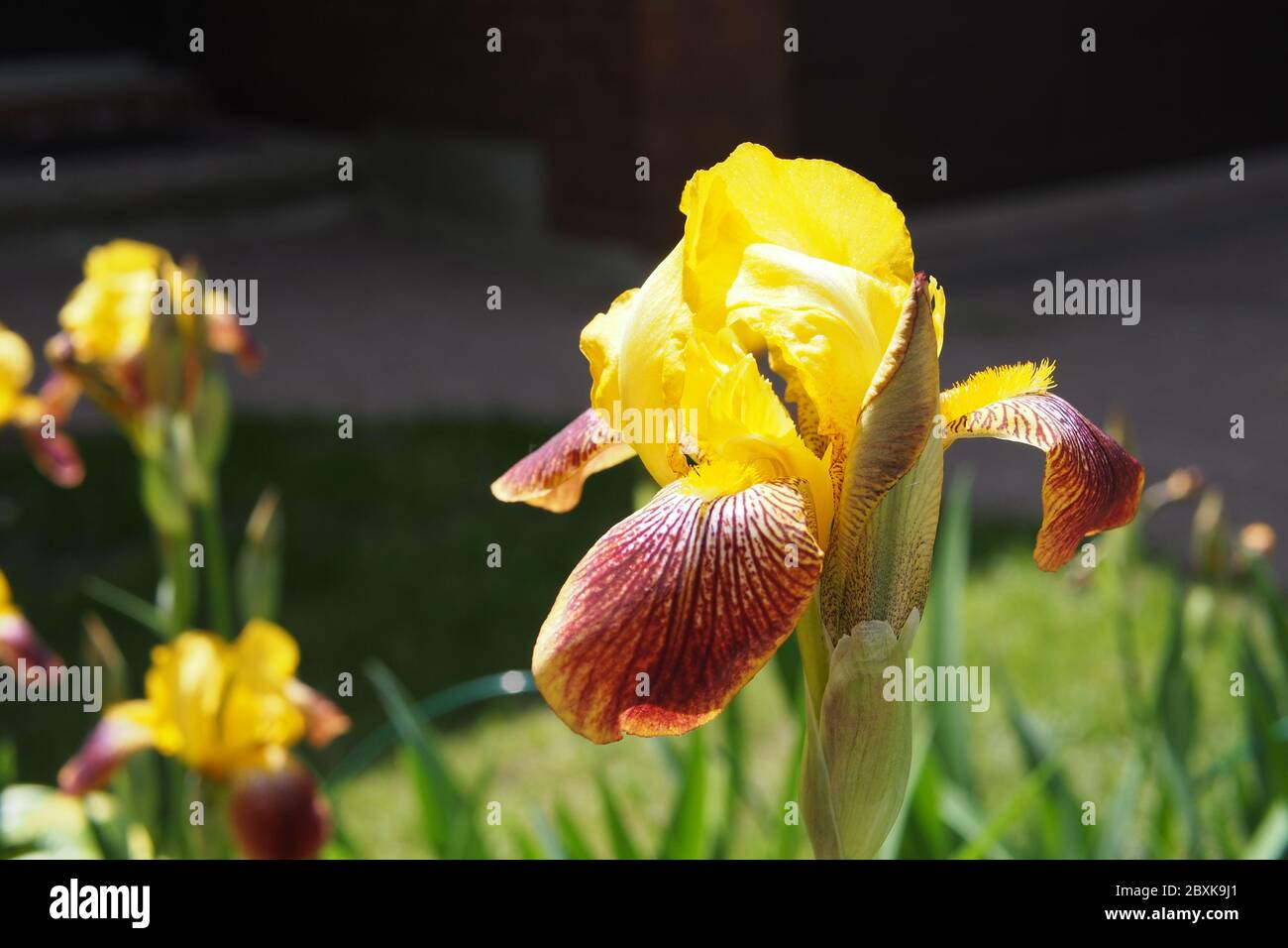 Grand iris barbu jaune et rouge fantastique (Iris 'Alloueta' ?) Profiter du soleil du début de l'été dans un jardin Glebe, Ottawa, Ontario, Canada. Banque D'Images