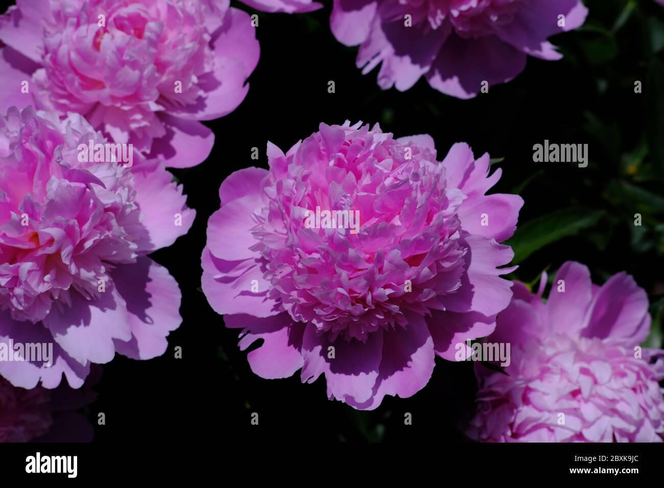 D'immenses fleurs roses et moelleuses d'un pivoine (paeonia lactiflora  'Monsieur Jules Elie') dans un jardin Glebe, Ottawa (Ontario), Canada Photo  Stock - Alamy