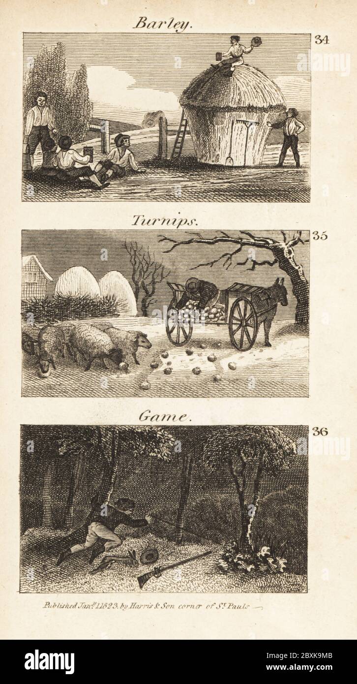 Commerce à Norfolk, Regency Angleterre. Orge, navets et gibier. Les ouvriers agricoles sur une caution à paille après une récolte d'orge 34, les moutons mangeant des navets 35 et le braconnage de chasseurs pour les lapins de gibier 36. Gravure de bois tirée des scènes du révérend Isaac Taylor de la richesse britannique, dans le secteur de la production, de la fabrication et du commerce, John Harris, Londres, 1823. Isaac Taylor était un écrivain, artiste, graveur et inventeur anglais de 1787 à 1865. Banque D'Images