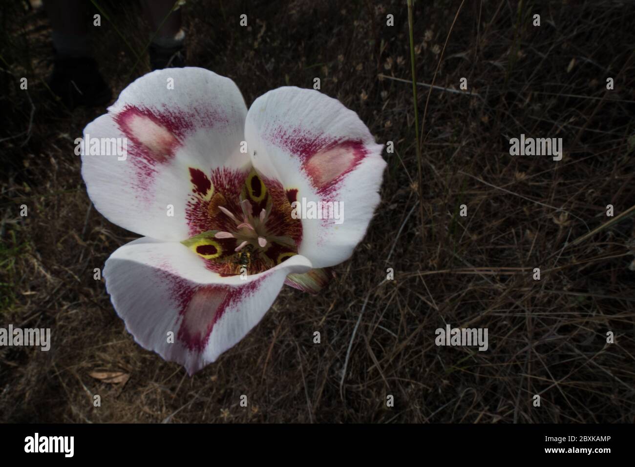 Calochortus venustus, le papillon mariposa Lily est une fleur étonnante qui ne peut être trouvée en croissance qu'en Californie. Banque D'Images