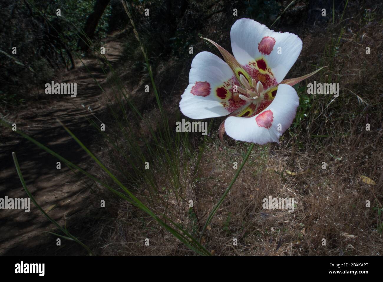Calochortus venustus, le papillon mariposa Lily est une fleur étonnante qui ne peut être trouvée en croissance qu'en Californie. Banque D'Images