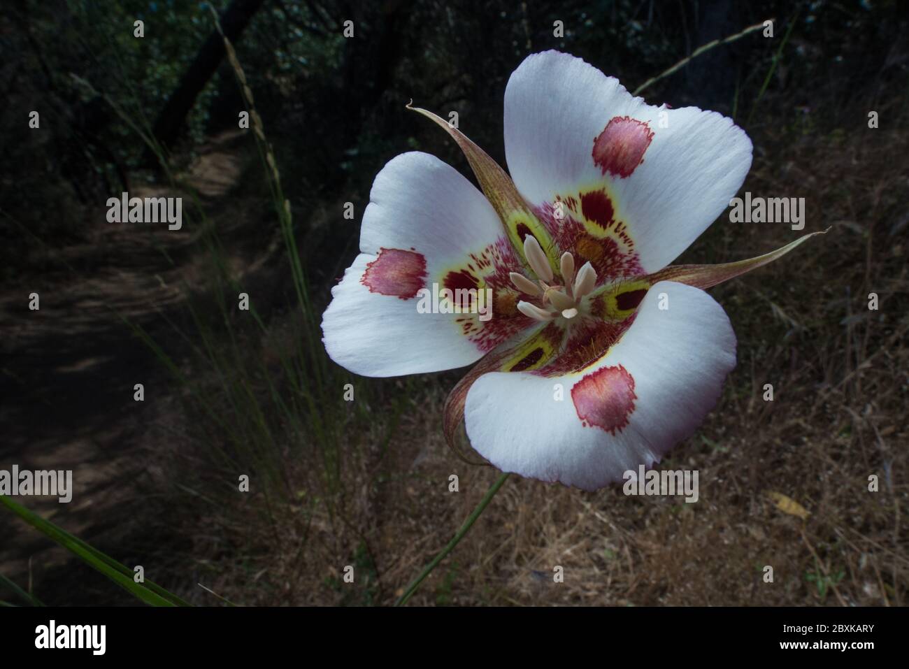 Calochortus venustus, le papillon mariposa Lily est une fleur étonnante qui ne peut être trouvée en croissance qu'en Californie. Banque D'Images