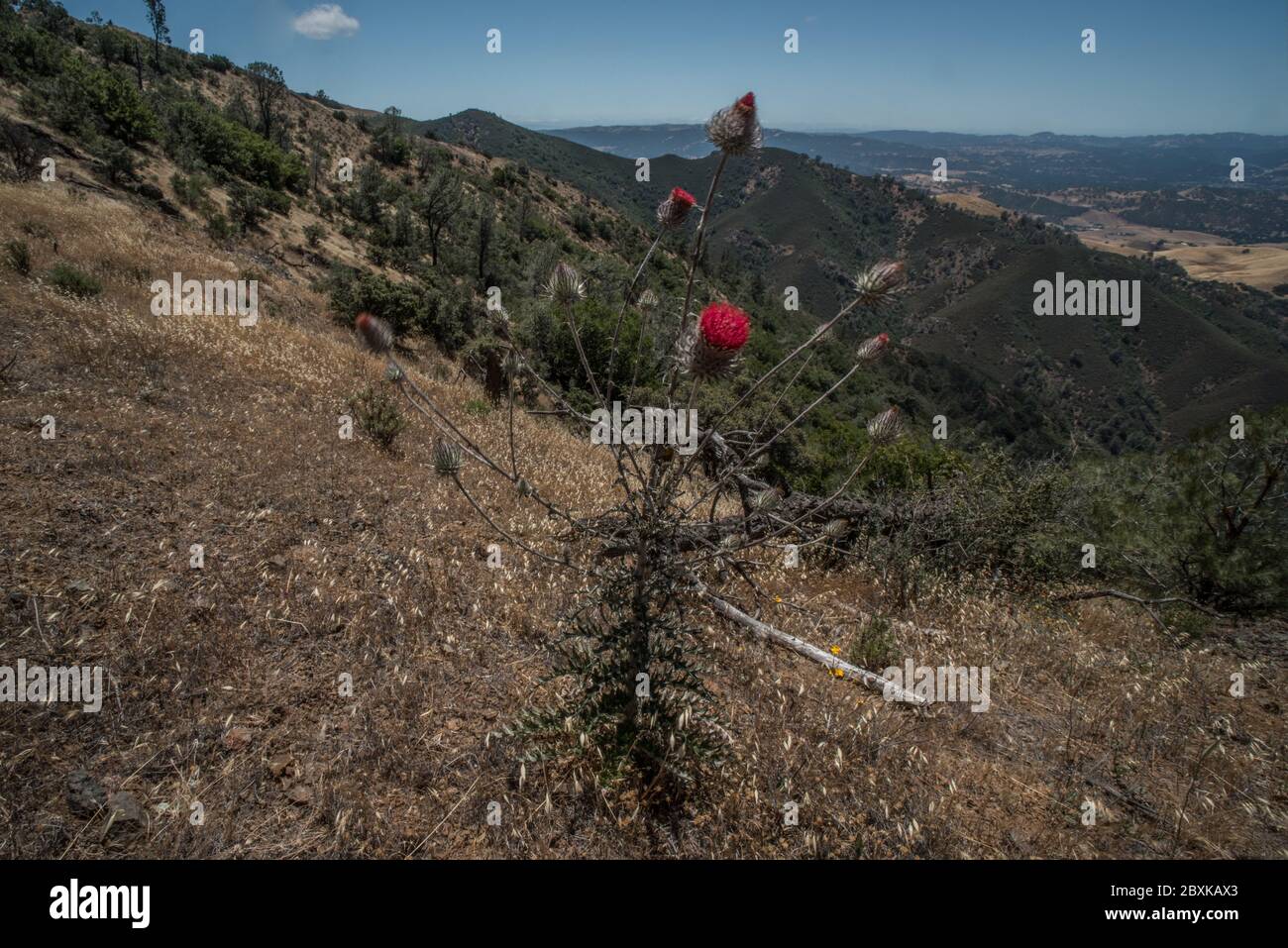 Le chardon à feuilles cobby (Cirsium occidentale) une espèce indigène de la côte ouest pousse sauvage le long des pentes du parc national du Mont Diablo en Californie. Banque D'Images