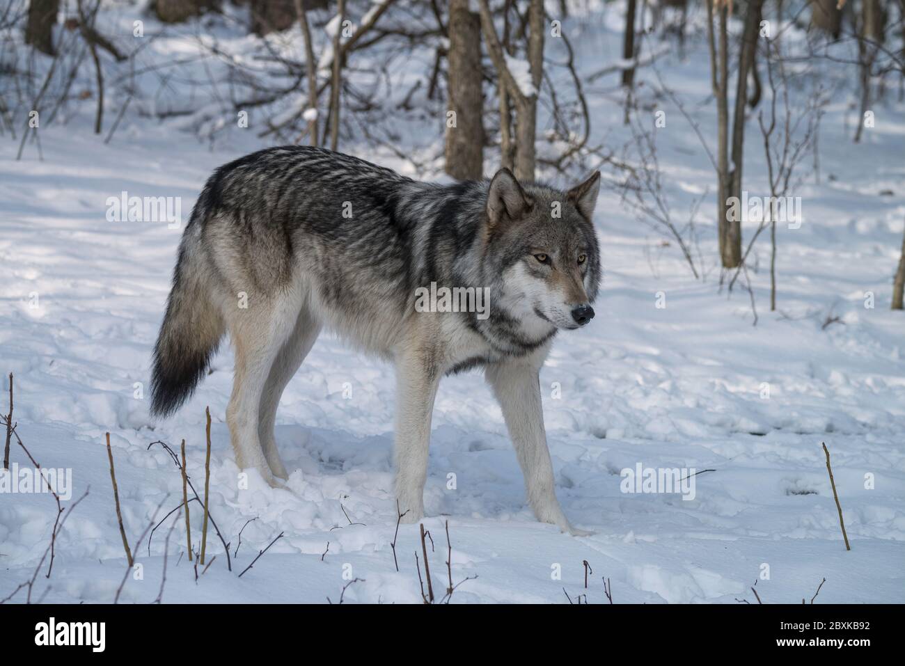 Le loup à bois (également connu sous le nom de loup gris ou gris) marchant  dans la neige Photo Stock - Alamy