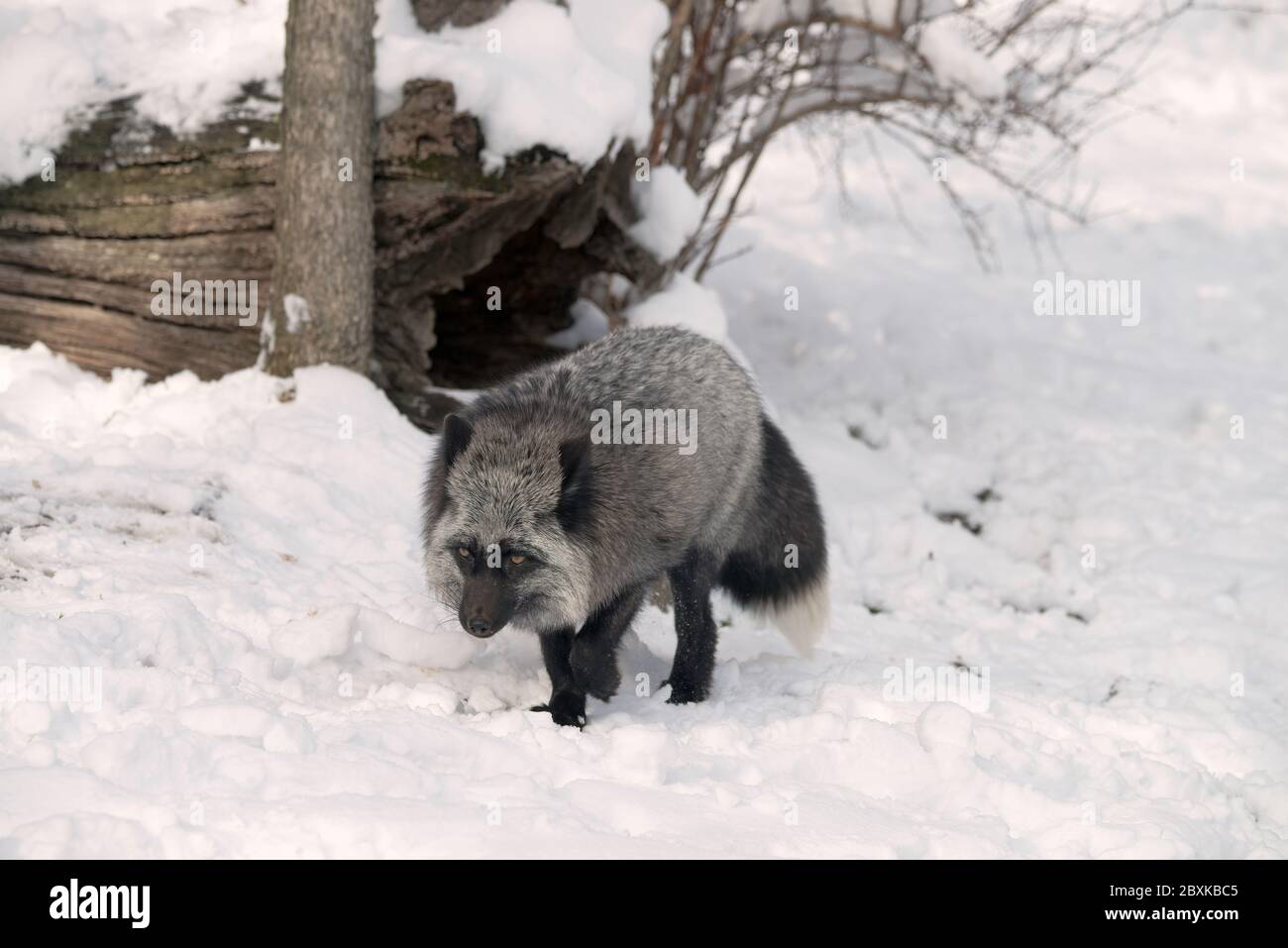 Un renard rouge qui vient juste d'avoir la fourrure grise marchant dans la neige. Vous pouvez dire que c'est un renard rouge par le bout blanc sur la queue. Banque D'Images