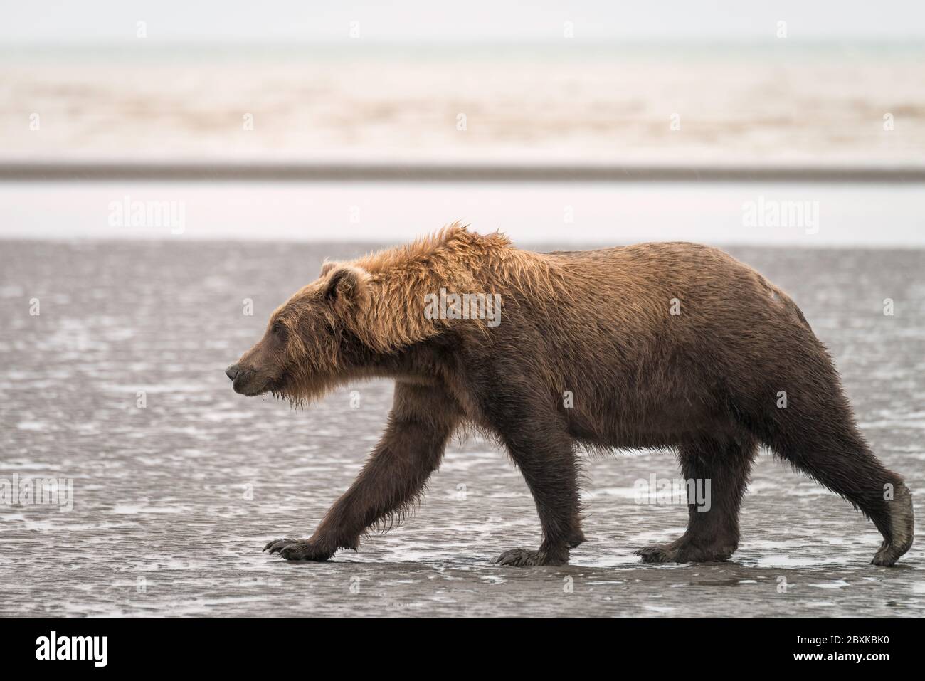 Grizzli adulte marchant sur la plage sous la pluie. Image prise dans le parc national et réserve du lac Clark, Alaska. Banque D'Images