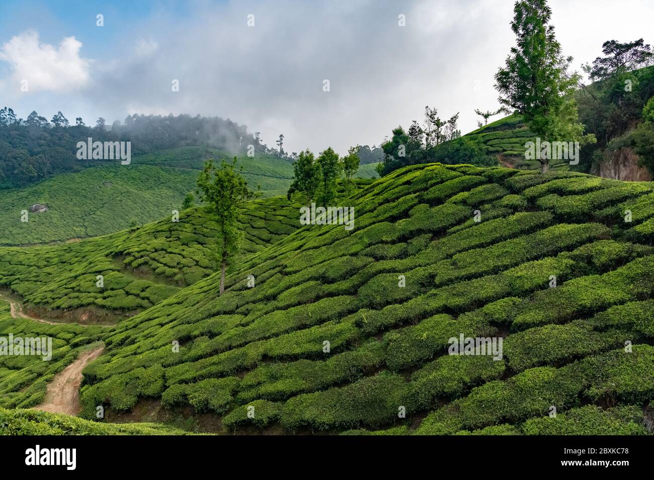 Plantations de thé sur des collines ondoyantes à Munnar, en Inde Banque D'Images