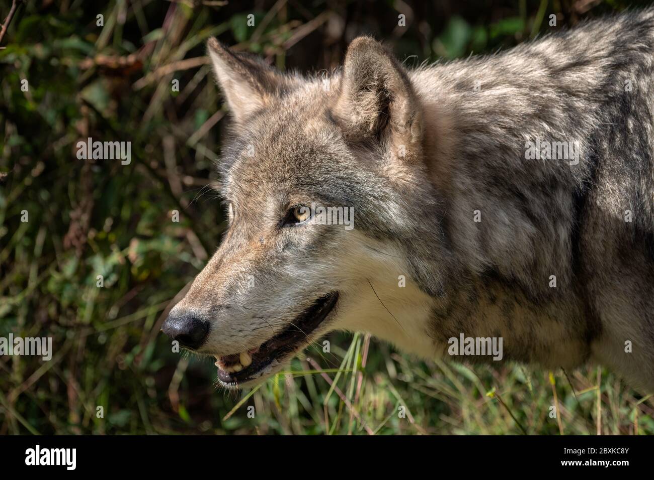 Portrait En Gros Plan D Un Loup Gris Egalement Connu Sous Le Nom De Loup Gris Ou De Loup A Bois Bouche Ouverte Montrant Ses Dents Photo Stock Alamy Portrait En Gros Plan D Un Loup Gris Egalement Connu Sous Le Nom De Loup Gris Ou De Loup A Bois Bouche Ouverte Montrant Ses Dents Photo Stock Alamy