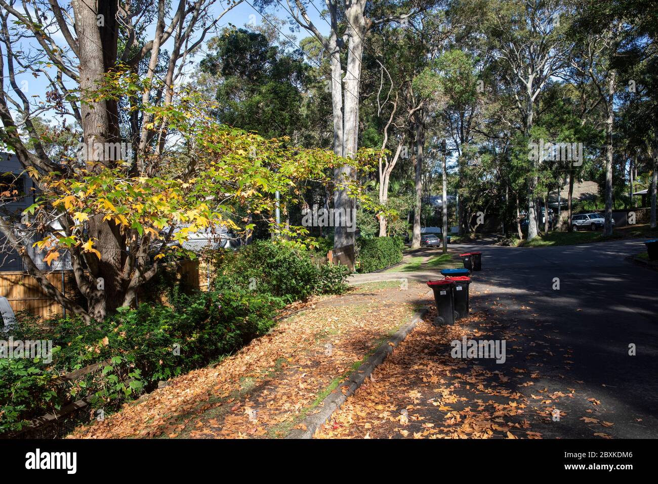 Scène de rues suburbaines à Sydney en automne avec des feuilles sur le sol, Australie Banque D'Images