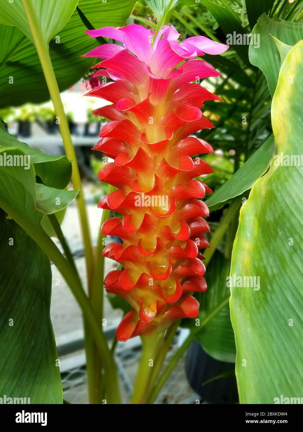 Une belle torche Curcuma, une plante à fleurs tropicales Banque D'Images Une belle torche Curcuma, une plante à fleurs tropicales Banque D'Images