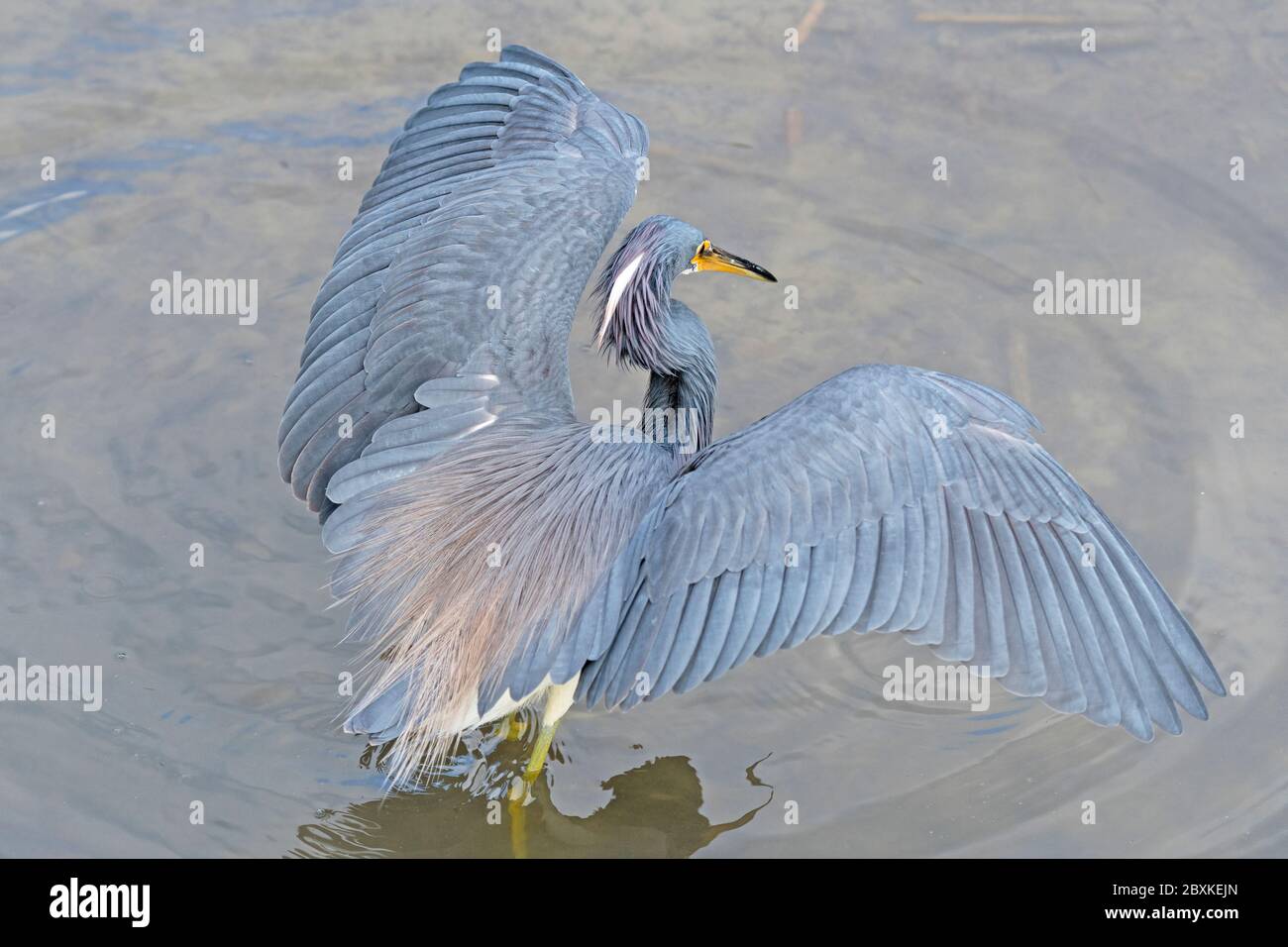 Tricolor Heron ombre sa proie dans un étang au Port Aransas Birding Centre au Texas Banque D'Images