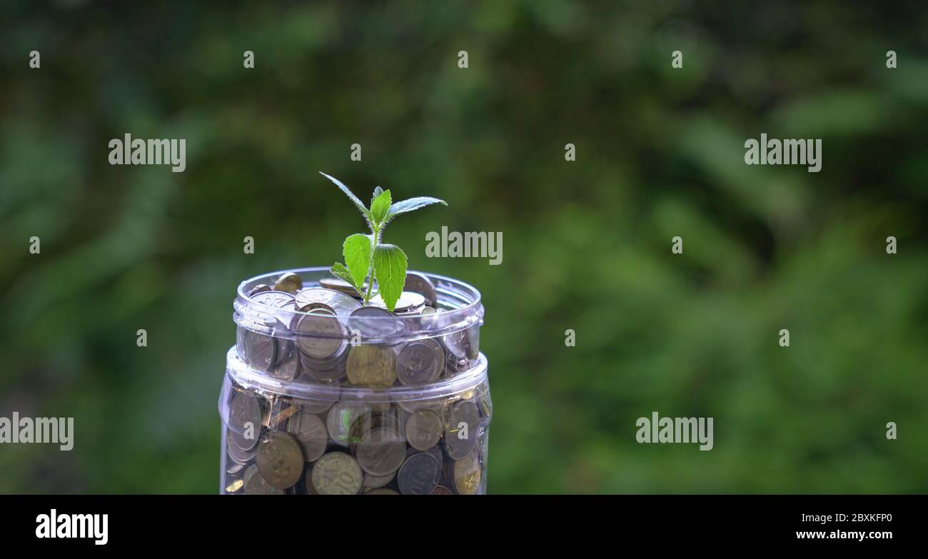 Plante en aviron en pot d'argent ou de pièces d'épargne. Concept de croissance ou d'investissement. Fond vert. Copier l'espace. Banque D'Images