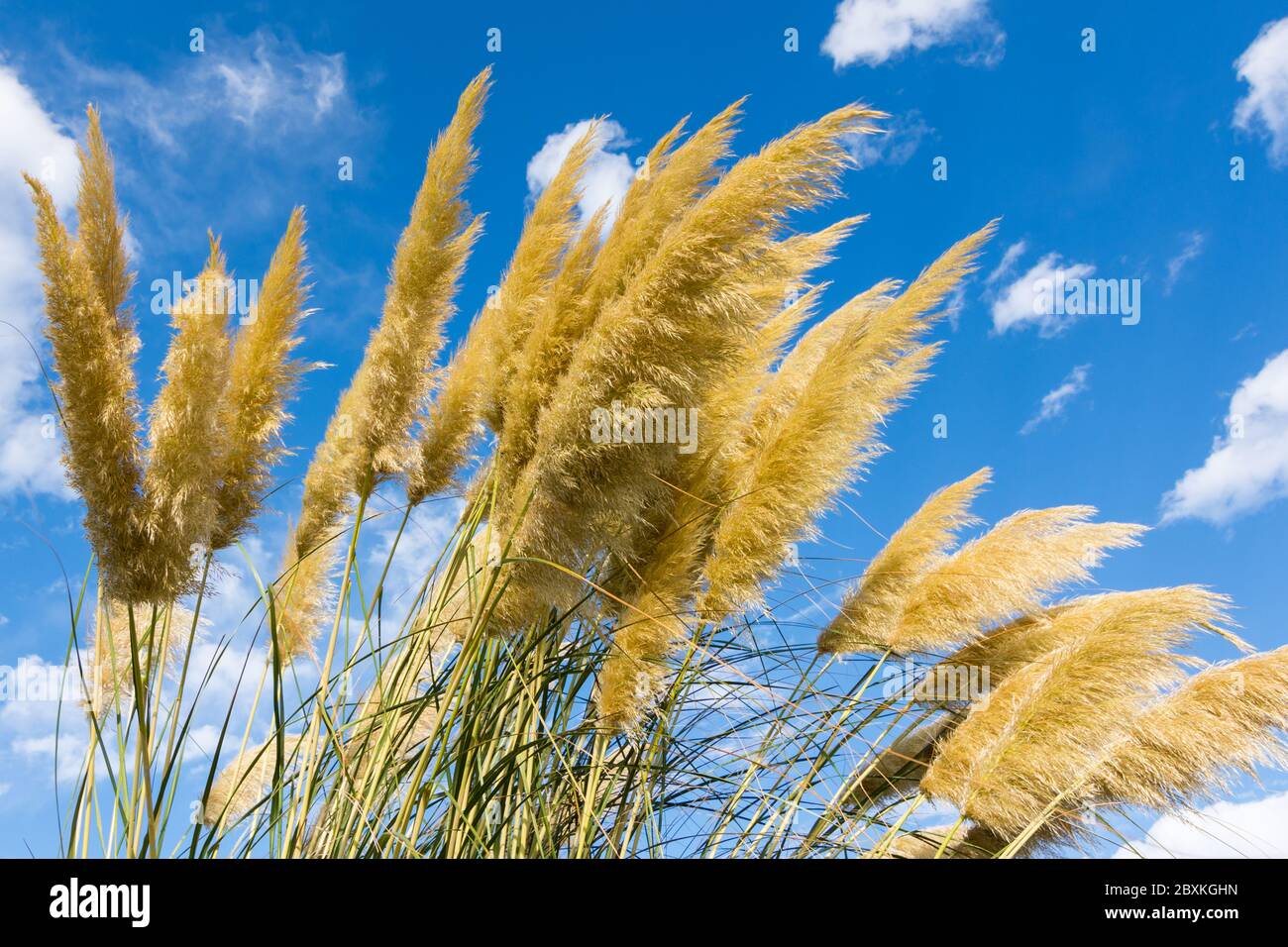 Toitoi ou Toetoe: Plante de l'herbe indigène de la Nouvelle-Zélande. Cette plante est souvent appelée toitoi mais c'est une faute d'orthographe du nom maori toetoe. Banque D'Images