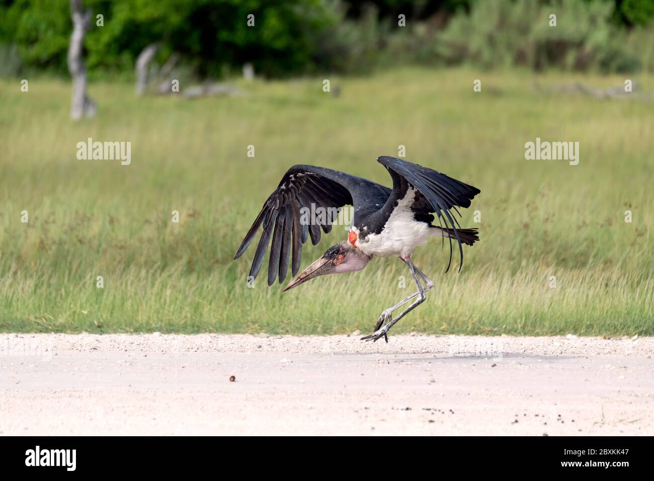 Marabou Stork décollant d'une piste de terre dans le Delta de l'Okavango, au Botswana Banque D'Images