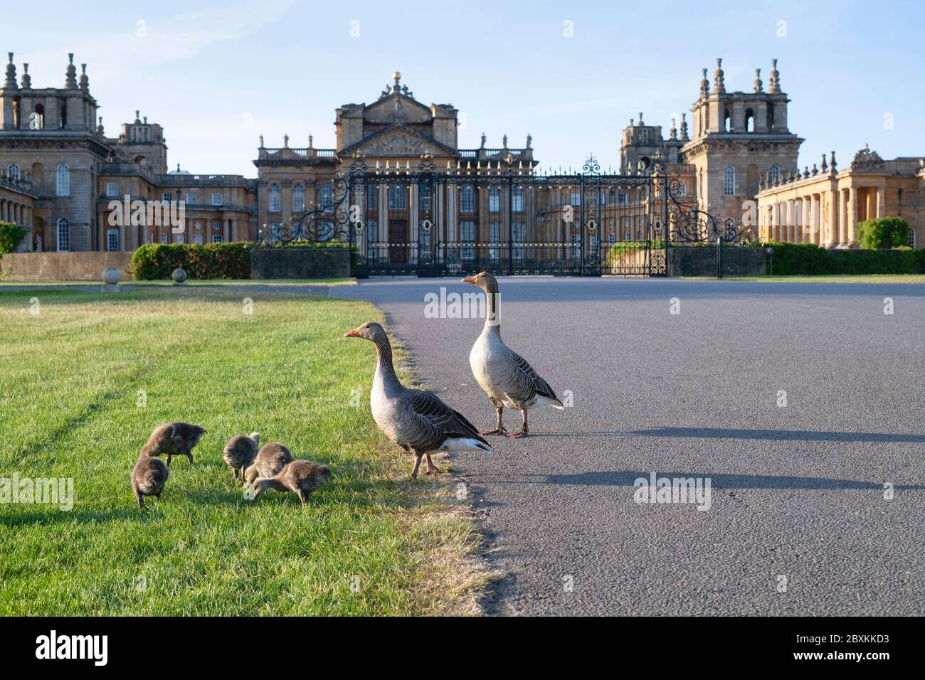 Anser. Les oies des graylag se trouvent devant le palais de Blenheim, dans la lumière du printemps tôt le matin. Woodstock, Oxfordshire, Angleterre Banque D'Images