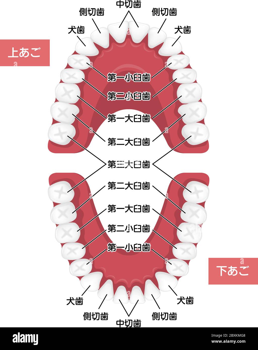 Illustration vectorielle de tableau des dents humaines permanentes / japonais Illustration de Vecteur