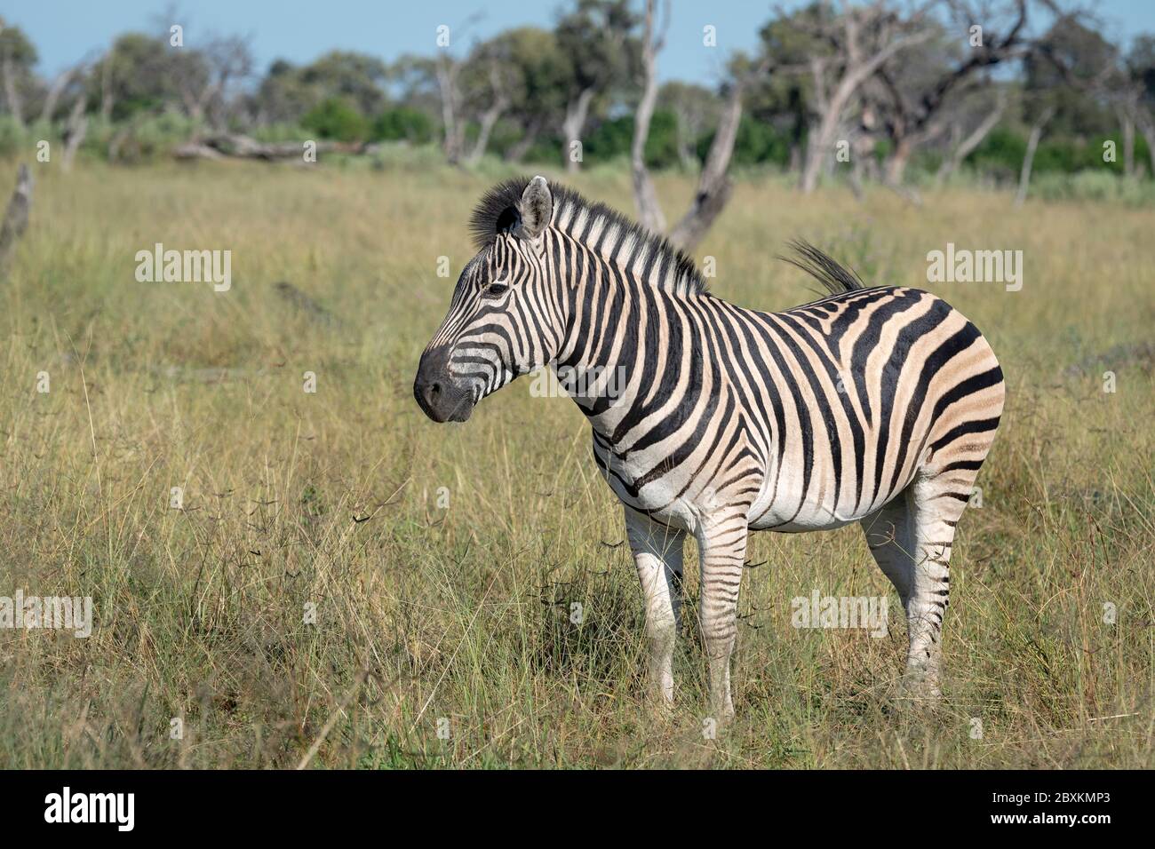 Un zébré se trouve dans les hautes herbes de la savane du delta de l'Okavango au Botswana Banque D'Images